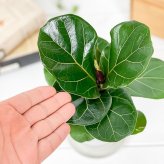 PLANCHU 観葉植物 フィカス リラータ 3.5号鉢 受け皿付き 育て方説明書付き Ficus lyrata カシワバゴムノキ