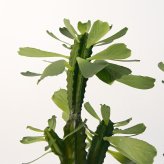 観葉植物 造花 ユーフォルビア BROWN 全高約112cm 中型 フェイクグリーン 本物そっくり おしゃれ インテリア 人工観葉植物 アーティフィシャルグリーン オフィス 店舗 ホテル 開店祝い 室内 多肉植物 フェイク