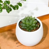PLANCHU 多肉植物 ハオルチア 光るオブツーサ 3号丸鉢 受け皿付き 育て方説明書付き Haworthia obutusa ‘Hikaru’