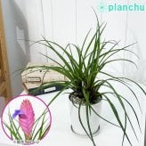 PLANCHU 観葉植物 ワリシア キアネア 4号鉢 受け皿付き 育て方説明書付き Wallisia cyanea ハナアナナス ブロメリア ティランジア チランジア