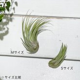 PLANCHU エアプランツ ティランジア コルビー Mサイズ 1株 W4×H6cm前後 育て方説明書付き Tillandsia scaposa スカポーサ エアープランツ チランジア