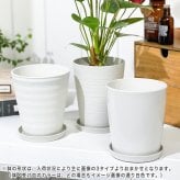 PLANCHU 観葉植物 アンスリウム ロイヤルピンクチャンピオン 4号鉢 受け皿付き 育て方説明書付き Anthurium andraeanum ‘Royal Pink Champion’ アンスリューム アロイド 鉢花 ピンク系