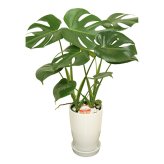 モンステラ 6号 丸陶器 高さ約65cm 観葉植物