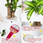 PLANCHU 観葉植物 ドラセナ マッサンゲアナ 5号鉢 受け皿付き 育て方説明書付き Dracaena fragrans ‘Massangeana’ 幸福の木