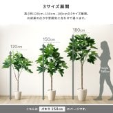 お手入れ簡単 フェイクグリーン パキラ Mサイズ(150cm)