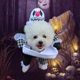 ペット コスプレ 衣装 ピエロ 着ぐるみ 犬用 立体 変身ウェア ホラー 面白い かわいい 仮装 なりきり 写真撮影 パーティー ハロウィン 小型犬 中型犬 ギフト