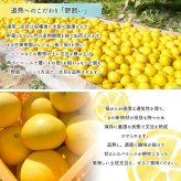 土佐文旦 野囲い 文旦 大玉 2L～4L 10kg 家庭用 土佐市 まる庄果樹園 産直 山間部栽培 ぶんたん 産地直送 高知産 ジューシー まろやか 高知 ブンタン 農家直送 ネコちゃん箱入り 届いてすぐに食べれる追熟文旦【送料無料】