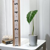 PLANCHU 観葉植物 アロカシア グリーンベルベット 4号鉢 受け皿付き 育て方説明書付き Alocasia ‘Green Velvet’ アロイド