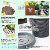PLANCHU 観葉植物 ビルベルギア ダースベイダー 4号樹脂鉢 受け皿付き 育て方説明書付き Billbergia ‘Darth Vader’ ブロメリア