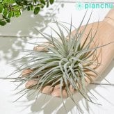 PLANCHU エアプランツ ティランジア コットンキャンディ パープル Lサイズ 1株 W20×H12cm前後 育て方説明書付き Tillandsia ‘Cotton Candy Purple’ エアープランツ チランジア