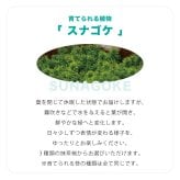 抹茶碗 苔栽培キット スナゴケ 植物 陶器 コケ グリーン スターターセット オブジェ 置物 おしゃれ インテリア 雑貨 ギフト プレゼント 男性 女性 父の日 母の日 敬老の日 誕生日 ラッピング対応 無料ラッピング