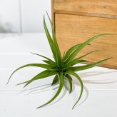 PLANCHU エアプランツ ティランジア カピタータ Mサイズ 1株 W10×H7cm前後 育て方説明書付き Tillandsia capitata エアープランツ チランジア