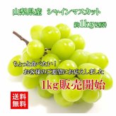 【予約商品 9月初旬出荷】シャインマスカット 山梨県産 朝採れ お中元 ギフト 山梨 1kg 2房 皮ごと食べられる 大粒 種なし マスカット 葡萄 ぶどう 糖度18以上 クール便無料 送料無料 