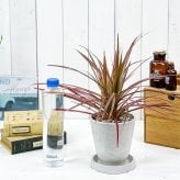 PLANCHU 観葉植物 ドラセナ マルギナータ レインボー 4号樹脂鉢 ホワイト サスティー付き 受け皿付き 育て方説明書付き 真実の木 マジナータ コンシンネ