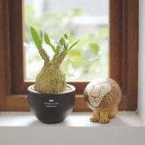 誕生日や記念日のプレゼントにおすすめ CT触媒コーデックス CT触媒 フェイクグリーン 人工観葉植物 造花 空気清浄 消臭 抗菌 インテリア 雑貨 おしゃれ ギフト