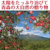青森県産　りんご　世界一　特大　訳あり　10kg　全国送料無料