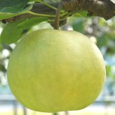 【予約：9月中旬〜随時発送】にいがた和梨 新碧-しんみどり- 約2kg 化粧箱入 (3〜5玉) ギフト プレゼント お中元 お歳暮 出産祝い 内祝い お誕生日 御祝 御礼 母の日 父の日 敬老の日 記念日 手土産 季節の贈り物【送料無料】