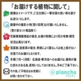 PLANCHU エアプランツ ティランジア ジュンセア Lサイズ 1株 W17×H28cm前後 育て方説明書付き Tillandsia juncea エアープランツ チランジア