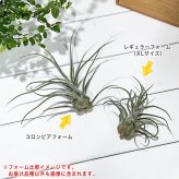 PLANCHU エアプランツ ティランジア プルイノーサ コロンビアフォーム 1株 W15×H15cm前後 育て方説明書付き Tillandsia pruinosa Colombia Form エアープランツ チランジア
