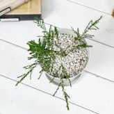 虫除け植物 モスキートブロッカー 4号鉢 3鉢セット 受け皿付き 育て方説明書付き Leptospermum liversidgei レプトスペルマム オージープランツ ハーブ苗 PVP