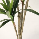 観葉植物 造花 ユッカ BROWN 全高約160cm 大型 フェイクグリーン 本物そっくり おしゃれ インテリア 人工観葉植物 アーティフィシャルグリーン オフィス 店舗 ホテル 開店祝い 室内 青年の木 エレファンティペス フェイク