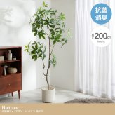 【高さ200cm】光触媒人工観葉植物 パキラ 曲がり 幅55cm×奥行50cm×高さ200cm オフィス 天然木 組立品 お部屋に気軽に飾れて空間を美しく彩るフェイクグリーン 本物の植物のようなリアルな質感とインテリアに馴染む風合いが魅力です