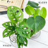 観葉植物 モンステラ ＆ マドカズラ 2種セット 3.5号鉢 受け皿付き 育て方説明書付き