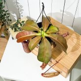 PLANCHU 食虫植物 ネペンテス ミランダ 5号吊り鉢 育て方説明書付き Nepenthes ‘Miranda’ ウツボカズラ