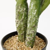 観葉植物 造花 ウチワサボテン BROWN 全高約100cm 中型 フェイクグリーン 本物そっくり おしゃれ インテリア 人工観葉植物 アーティフィシャルグリーン オフィス 店舗 ホテル 開店祝い 室内 サボテン オプンチア フェイク