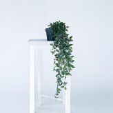 観葉植物 造花 フィカス シャングリラ BROWN 全長約74cm フェイクグリーン 高級 本物そっくり リアル おしゃれ 卓上 インテリア 人工観葉植物 アーティフィシャルグリーン 垂れ下がる つる オフィス 店舗 開店祝い 室内 リビング 玄関 トイレ 風水 フェイク