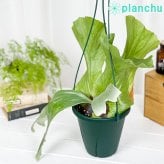 PLANCHU 観葉植物 プラティケリウム ステマリア 6号吊り鉢 育て方説明書付き Platycerium stemaria ビカクシダ コウモリラン シダ植物