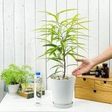PLANCHU 観葉植物 フィカス アムステルゴールド 6号鉢 受け皿付き 育て方説明書付き Ficus binnendijkii ‘Amstel Gold’ ショウナンゴムノキ アムステルダムゴールド