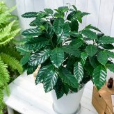 PLANCHU 観葉植物 コーヒーノキ アラビカ 8号鉢 受け皿付き 育て方説明書付き Coffea arabica コーヒーの木 珈琲の木 アラビカコーヒー