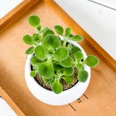 PLANCHU 観葉植物 プレクトランサス アロマティカス 3号丸鉢 受け皿付き 育て方説明書付き Plectranthus hadiensis ハーブ苗 虫除け植物