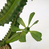 観葉植物 造花 ユーフォルビア BROWN 全高約112cm 中型 フェイクグリーン 本物そっくり おしゃれ インテリア 人工観葉植物 アーティフィシャルグリーン オフィス 店舗 ホテル 開店祝い 室内 多肉植物 フェイク