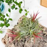 PLANCHU エアプランツ ティランジア イオナンタ フエゴ クランプ 1株 W8×H8cm前後 育て方説明書付き Tillandsia ionantha ‘Fuego’ エアープランツ チランジア 群生株