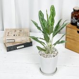 PLANCHU 観葉植物 アグラオネマ ゴースト 4号鉢 受け皿付き 育て方説明書付き Aglaonema ‘Ghost’ 幸せを招くタイの宝石 アロイド