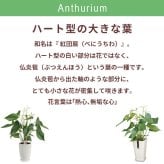 アンスリウム 白 シエラホワイト 6号 角プラ 高さ約60cm 観葉植物