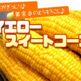 イエロースイートコーン 北海道 とうもろこし 8本入 送料無料 ※沖縄は送料別途加算