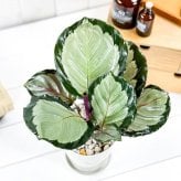 PLANCHU 観葉植物 カラテア ノーザンライト 4号鉢 受け皿付き 育て方説明書付き Calathea ‘Northern lights’