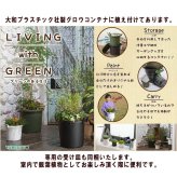PLANCHU 熱帯果樹 ムサ サンジャクバナナ 8号鉢 グロウコンテナ ホワイト 受け皿付き 育て方説明書付き 三尺バナナ バナナの木 苗 観葉植物