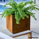 コールテン鋼 高級植木鉢 おしゃれ 大型 スクエア 50cm四方 アンティーク 経年美 Patina スクエアプランターL500 A-PLUS 屋外 観葉植物 多肉植物 サボテン シンボルツリー 寄せ植え 花 鉢カバー 北欧 モダン 玄関 庭 パティナ