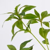 観葉植物 造花 アセビ BROWN 全高約150cm 大型 フェイクグリーン 本物そっくり おしゃれ インテリア 人工観葉植物 アーティフィシャルグリーン オフィス 店舗 ホテル 開店祝い 室内 馬酔木 あせび フェイク