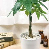 PLANCHU 観葉植物 パキラ ネジリ 実生株 4号鉢 受け皿付き 育て方説明書付き Pachira glabra 発財樹