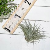 PLANCHU エアプランツ ティランジア コットンキャンディ パープル Lサイズ 1株 W20×H12cm前後 育て方説明書付き Tillandsia ‘Cotton Candy’ エアープランツ チランジア