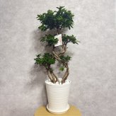 ガジュマル 観葉植物 八の字 8号鉢苗 大型 盆栽 末広がりの8の字 室内 珍しい 希少種 多幸の木 幸福をもたらす精霊が住むガジュマルの木 おしゃれなインテリア 結婚祝い 新築祝い 開店祝い 開業祝い 誕生日 母の日 父の日 記念日 プレゼントギフト 肥料別売り 敬老の日