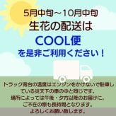 【送料無料】ラッピングのまま飾れるブーケ　スタンディングブーケ 敬老の日　ひまわり　即日発送　生花 花束 誕生日に 色を選んで 花はおまかせ花束（ブーケ）ラッピングのまま飾れる ラウンドタイプ 生花 花束 ブーケ プレゼント 父の日 誕生日 結婚祝い 記念日 お見舞 送別 新築祝い 母の日 敬老の日 ウエディング テーブル装花 御祝 出産 ホワイトデー お供え お中元 お歳暮