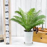 PLANCHU 観葉植物 ブレクナム シルバーレディ 6号鉢 受け皿付き 育て方説明書付き Blechnum gibbum ‘Silver Lady’ シダ植物