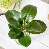 PLANCHU 観葉植物 フィカス ソフィア 4号鉢 受け皿付き 育て方説明書付き Ficus elastica ‘Sofia’ インドゴムノキ