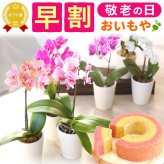 ＼早割！8/31の16時まで／ 敬老の日 ギフト プレゼント 早割 人気 花 生花 蘭 胡蝶蘭 鉢植え ミディ 2.5号 洋蘭園 フラワーギフト バウムクーヘン スイーツ お菓子 洋菓子 花とお菓子 60代 70代 80代 90代 おじいちゃん おばあちゃん 孫 孫から おいもや